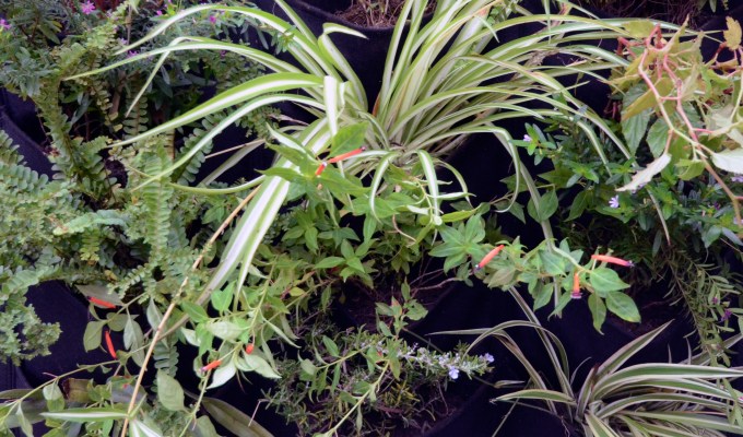 Testing vertical gardens