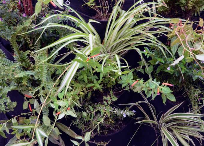 038 vertical garden test